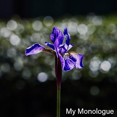My Monolugeのページ