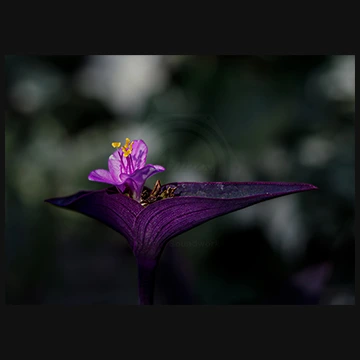 紫づくしのムラサキゴテンの写真