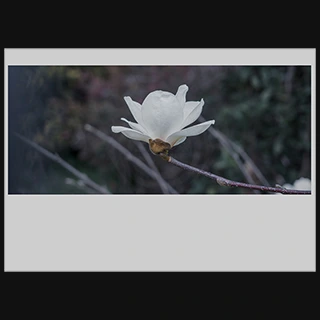 純白のハクモクレンの写真