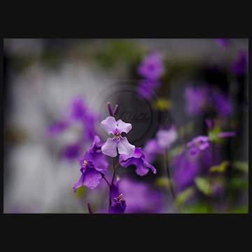 知恵の花ムラサキハナナの写真